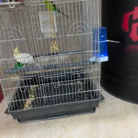عروس هلندی با قفس بزرگ و لوازم