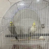 عروس هلندی