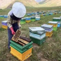 عسل طبیعی دامنه سبلان