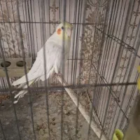 عروس هلندی نر.   حرف زن