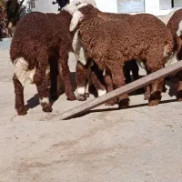 بره نره