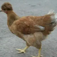 مرغ کاکل دار