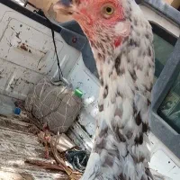 ماکیان اصیل