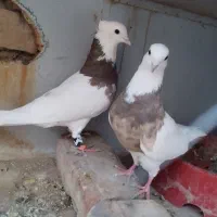 کبوتر
