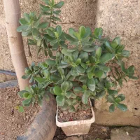 گل و گیاه