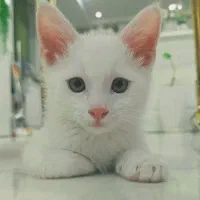 گربه میکس نر