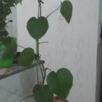 گل و گیاه