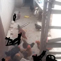 مرع تخمگذار