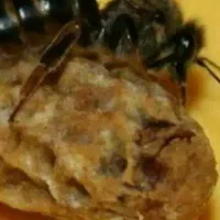 فروش زنبور
