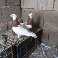 طوقی|پرنده|ملکان, |دیوار
