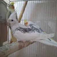 پرنده عروس هلندی