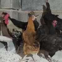 مرغ و خروس محلی و جوجه مرغ لاری