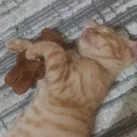 واگذاری گربه ۵ ماهه