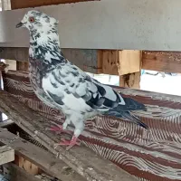 کبوتر کفتر سوسک ماده میزان