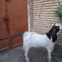 بز نر هول (بدون شاخ)