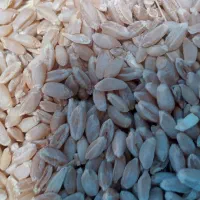 گندم|خوردنی و آشامیدنی|مبارکه, |دیوار
