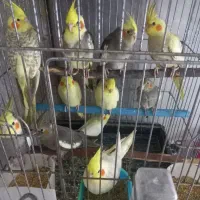 عروس هلندی و مرغ عشق