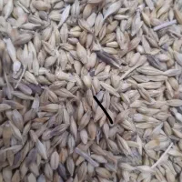 خوراک دام وبذری