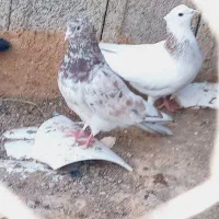 کبوتر کریز