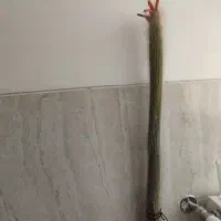 کاکتوس
