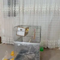 عروس هلندی ماده