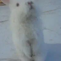 خرگوش خارجی و ایرانی