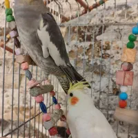 عروس گمشده