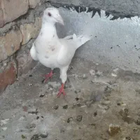 مجسمه ‌سار نر