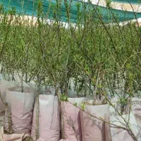 نهالستان پسته و بادام گلدانی و گردو پربار پالیز.