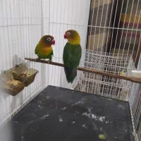 پرنده|پرنده|گناباد, |دیوار