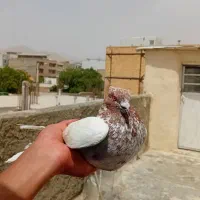 کبوتر