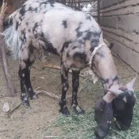 کتاچ جوان