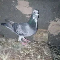 کفتر|پرنده|زاوه, |دیوار