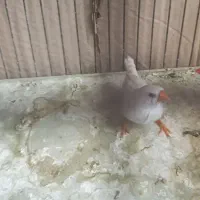 معاوضه فنچ ماده