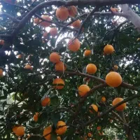 باغ-775متر-با-20-متر-بر-آسفالت