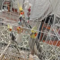 پرنده|پرنده|اردبیل, |دیوار
