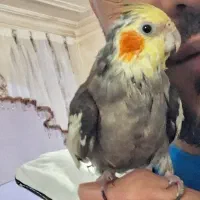 عروس هلندی گم شده ۱۵۰۰ملیون مژدگانی میدم