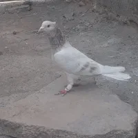 وقت‌بخیر