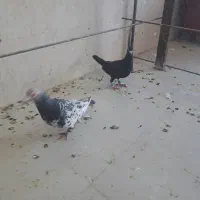 باسلام خدمت عشق بازان