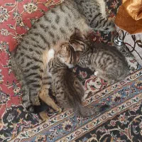 واگذاری ۳ عدد بچه گربه
