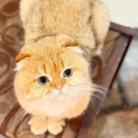 گربه اسکاتیش نر برای جفت ماده