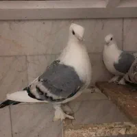 کبوتر بلژیکی