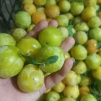 الو قطر طلا