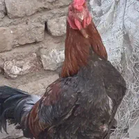 خروس لاری