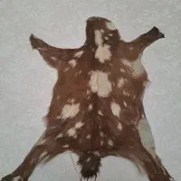 ۲عددپوست دباغی شده
