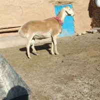 شیشک