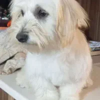 سگ شیتزو تریر