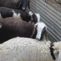 بره کیلویی بزرگ و کوچک