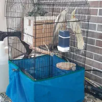 عروس هلندی با تمام لوازم