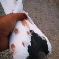 کبوتر یال گلدار چاپی ماده